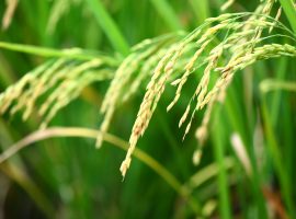 Paddy Rice Paddy Rice field at Asafoods
